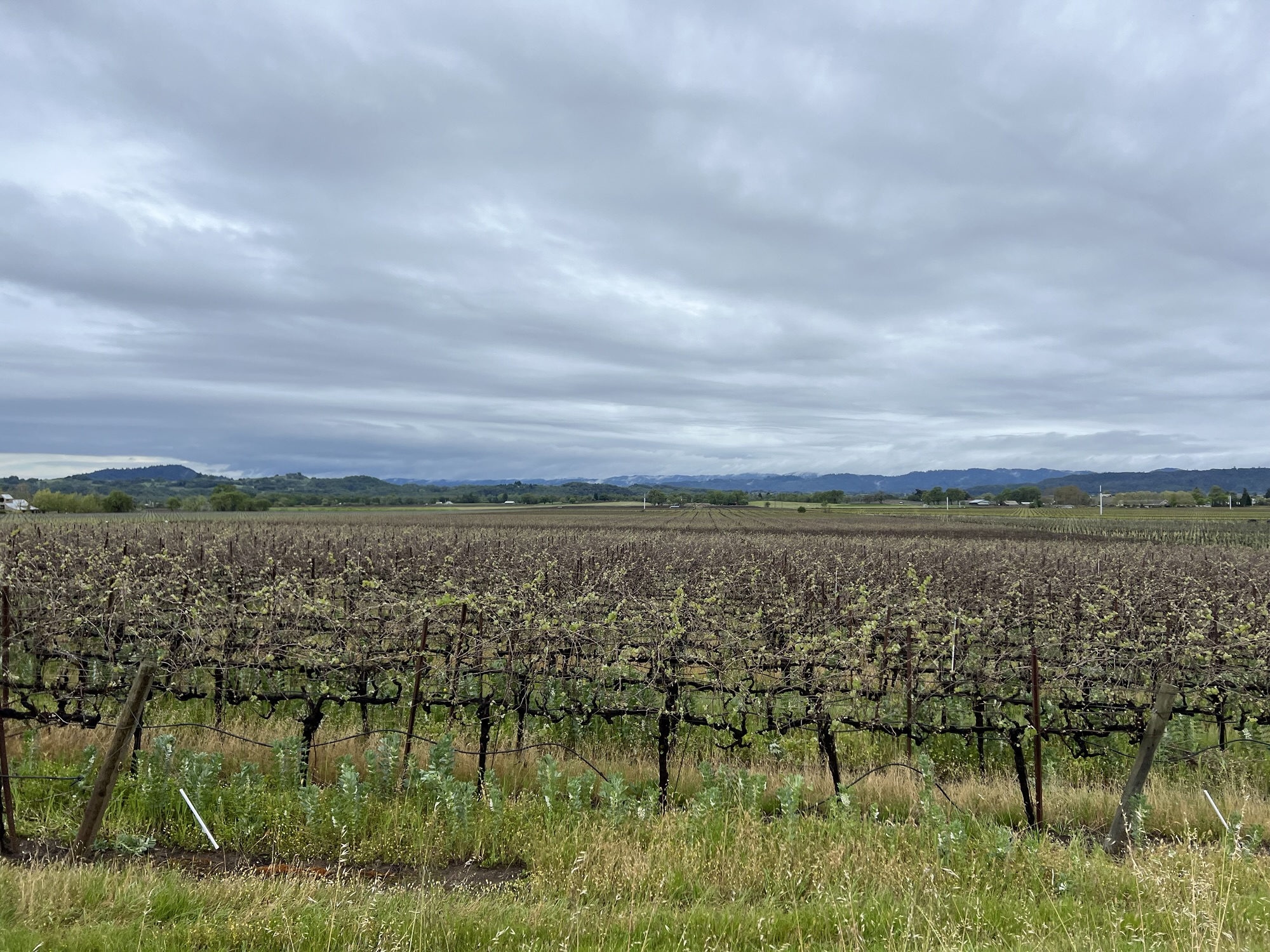 Levi’s Gran Fondo
